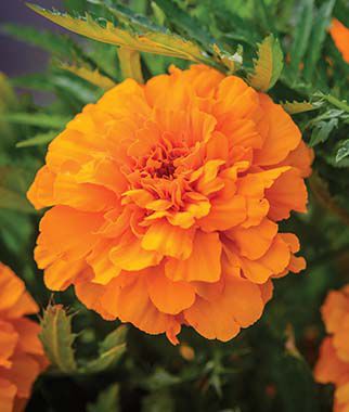 Marigold Endurance Orange Hybrid