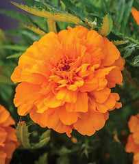 Marigold, Endurance Orange Hybrid - Seedsplant