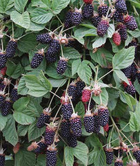 Blackberry, Hall¡¯s Beauty - Seedsplant