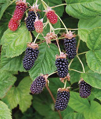Blackberry, Columbia Sunrise - Seedsplant