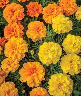 Marigold, Endurance Mixed Colors Hybrid - Seedsplant