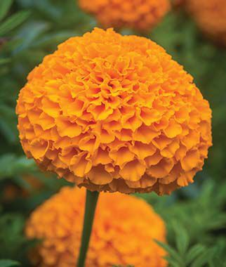 Marigold, Elevate Orange Hybrid - Seedsplant