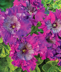 Petunia, Spellbound Dark Purple Hybrid - Plants Seeds