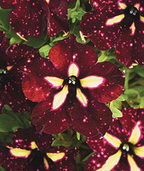 Petunia, Starry Sky Burgundy - Plants Seeds