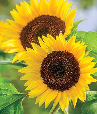 Sunflower Busy Bee