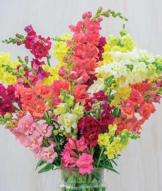 Snapdragon, Madame Butterfly? Mix Hybrid - Plants Seeds