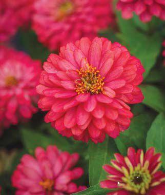 Zinnia Double Zahara Salmon