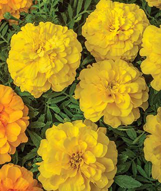 Marigold, Endurance Yellow Hybrid - Seedsplant