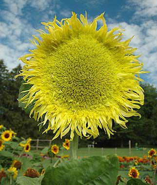 Sunflower, Zeus Hybrid - Plants Seeds