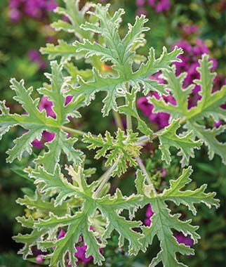Geranium (Scented), Lady Plymouth - Plants Seeds