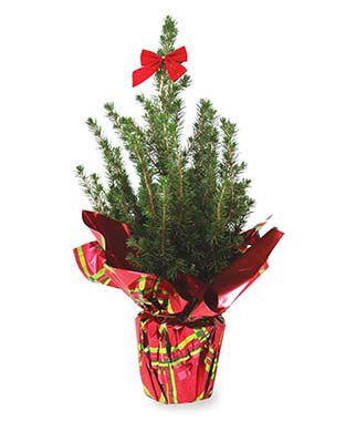 Dwarf Alberta Spruce Holiday Gift Tree