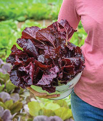 Lettuce, Burgundy Delight - Seedsplant