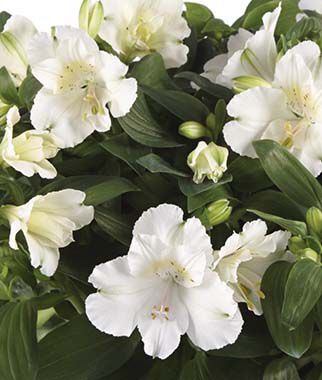 Alstroemeria, Colorita Claire - Plants Seeds