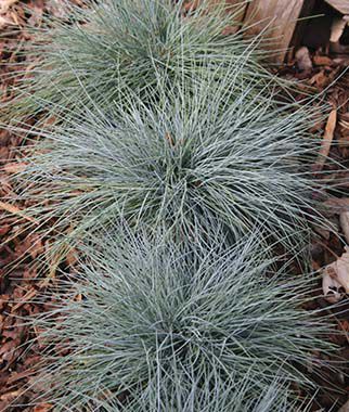 Ornamental Grass, Blue Fescue - Plants Seeds