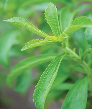 Stevia Sweet Leaf