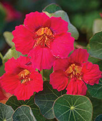 Nasturtium, Baby Rose - Seedsplant