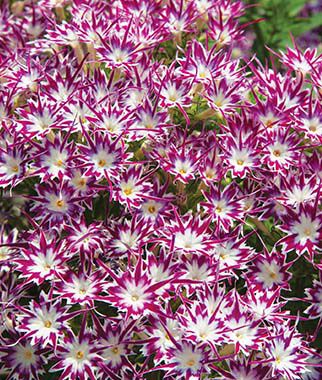 Phlox, Popstars Purple with Eye Hybrid - Plants Seeds