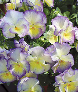 Viola, MagnifiScent? Sweetheart - Plants Seeds