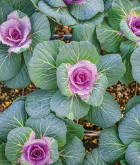 Ornamental Kale, Crane Pink Hybrid - Plants Seeds