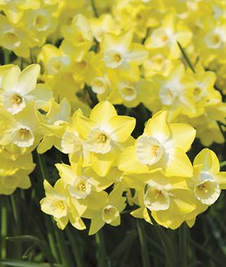 Daffodil Regeneration