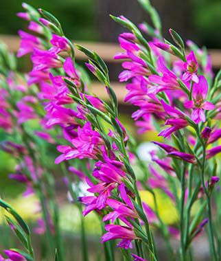 Gladiolus byzantinus - Plants Seeds