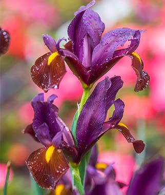 Iris, Red Ember - Seedsplant