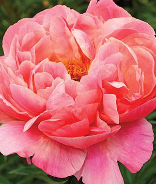 Peony, Coral Charm - Plants Seeds