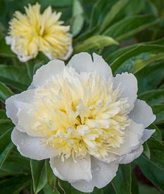 Peony, Honey Gold - Plants Seeds