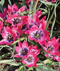 Tulip, Little Beauty - Plants Seeds