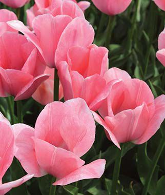 Tulip, Bella Blush - Plants Seeds