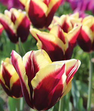 Tulip, Gavota - Plants Seeds