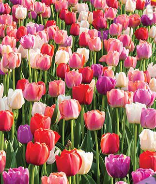 Tulip, Rainbow River Blend - Plants Seeds