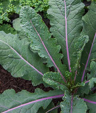 Kale, Dazzling Blue - Plants Seeds