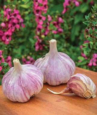 Garlic Metechi