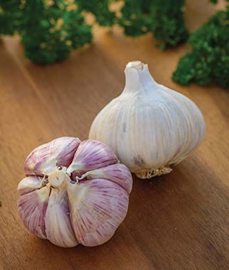 Garlic, Premium Northern White - Plants Seeds