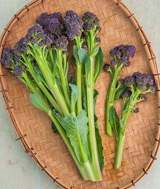 Sprouting Broccoli, Burgundy Hybrid - Plants Seeds