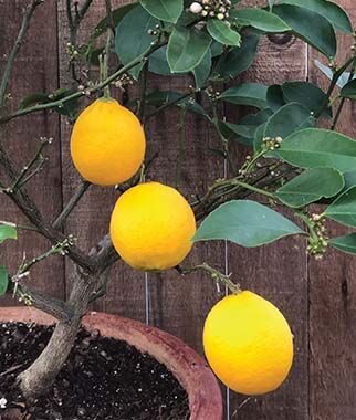 Improved Meyer Lemon Citrus Tree - Plants Seeds