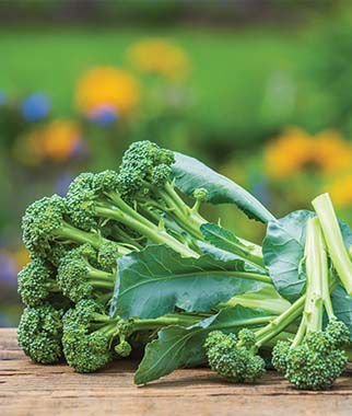 Sprouting Broccoli Montebello Hybrid Seeds