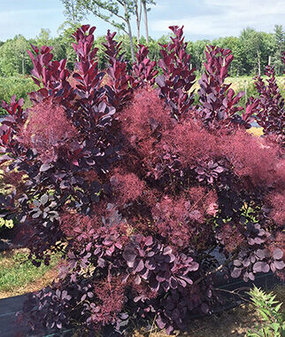 Cotinus (Smokebush), Winecraft Black? - Seedsplant
