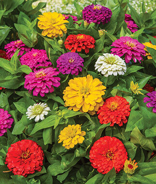 Zinnia, Zesty Mix - Plants Seeds