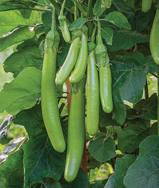 Eggplant, Green Knight Hybrid - Plants Seeds