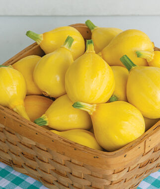 Squash, Summer, Lemon Drop Hybrid - Plants Seeds
