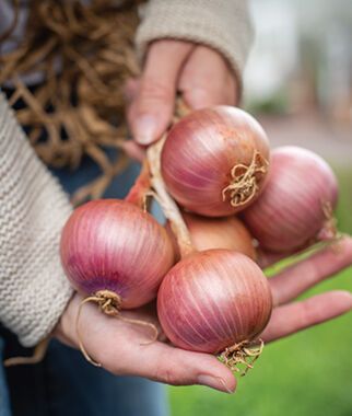 Onion Blush Hybrid