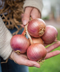 Onion Blush Hybrid - Plants Seeds