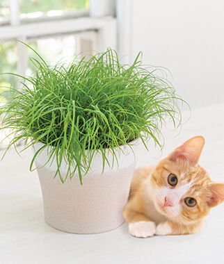 Cat Grass Zumula