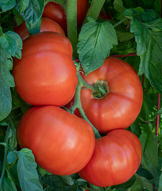 Tomato Bodacious Hybrid