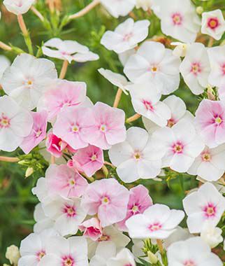 Phlox Flowers