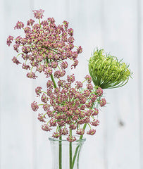 Flowering Carrot (Daucus carota), Dara - Plants Seeds