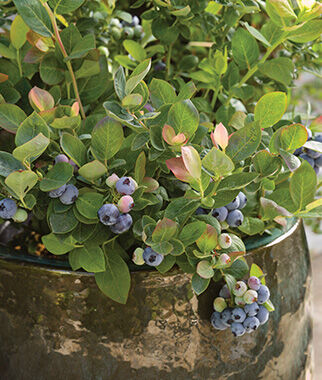 Blueberry, Pink Icing - Seedsplant