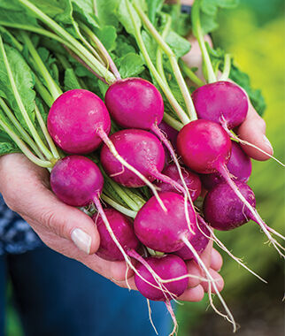 Radish, Royal Purple - Plants Seeds